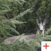 The chamois lives at an altitude between 1,000 and 2,800 meters | Courtesy of: Parco Nazionale Dolomiti Friulane –  Antonio Borgo