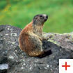 The marmot lives at an altitude between 2,000 and 3,000 meters | Courtesy of: Dolomiti.it