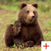 The brown bear | Courtesy of: Dolomiti.it