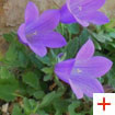 Campanula morettiana – specie protetta | Autore: Club Aquile Rampanti
