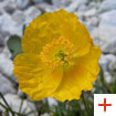 Papavero alpino retico – specie protetta | Autore: Club Aquile Rampanti