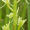 Fen Orchid