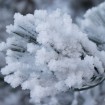 Vegetazione invernale nel parco - Autore: Luca Tonegutti/PNDF